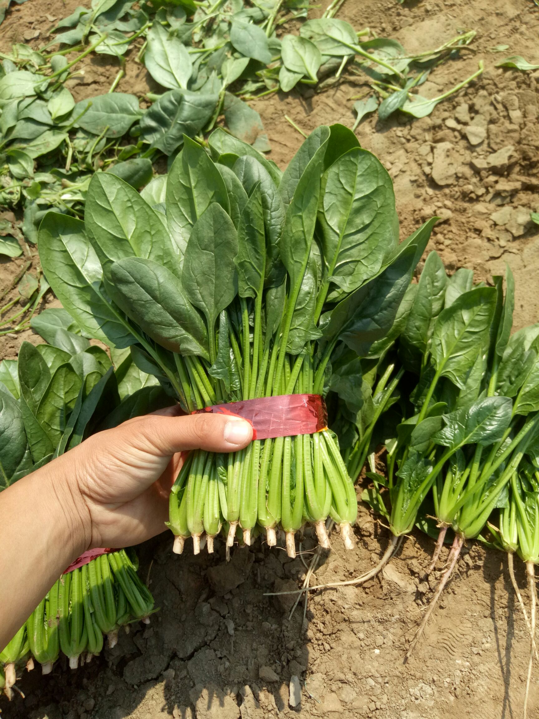 大叶菠菜 25~30cm