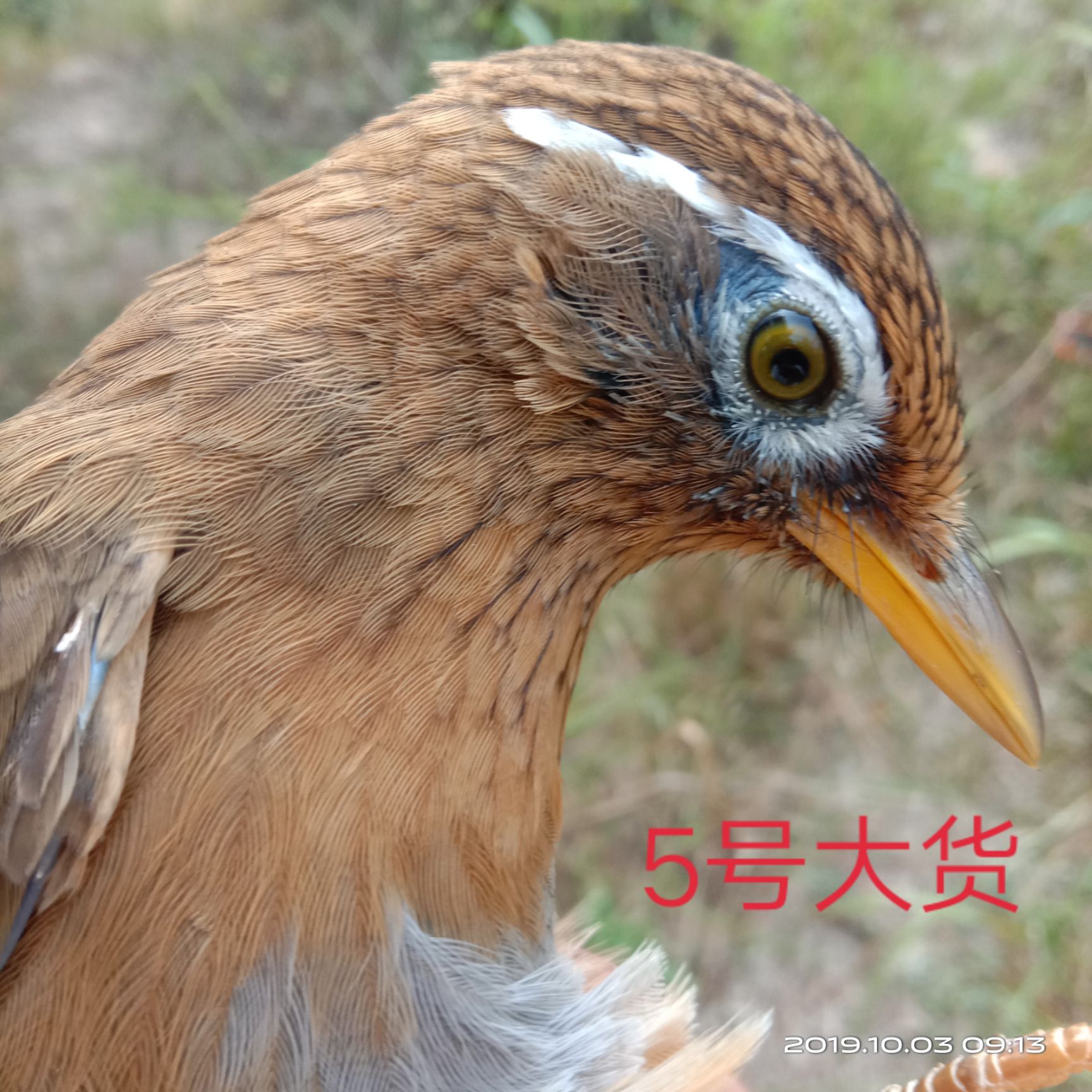 品种名:画眉鸟          湖南大山画眉鸟,,个头大,品像好