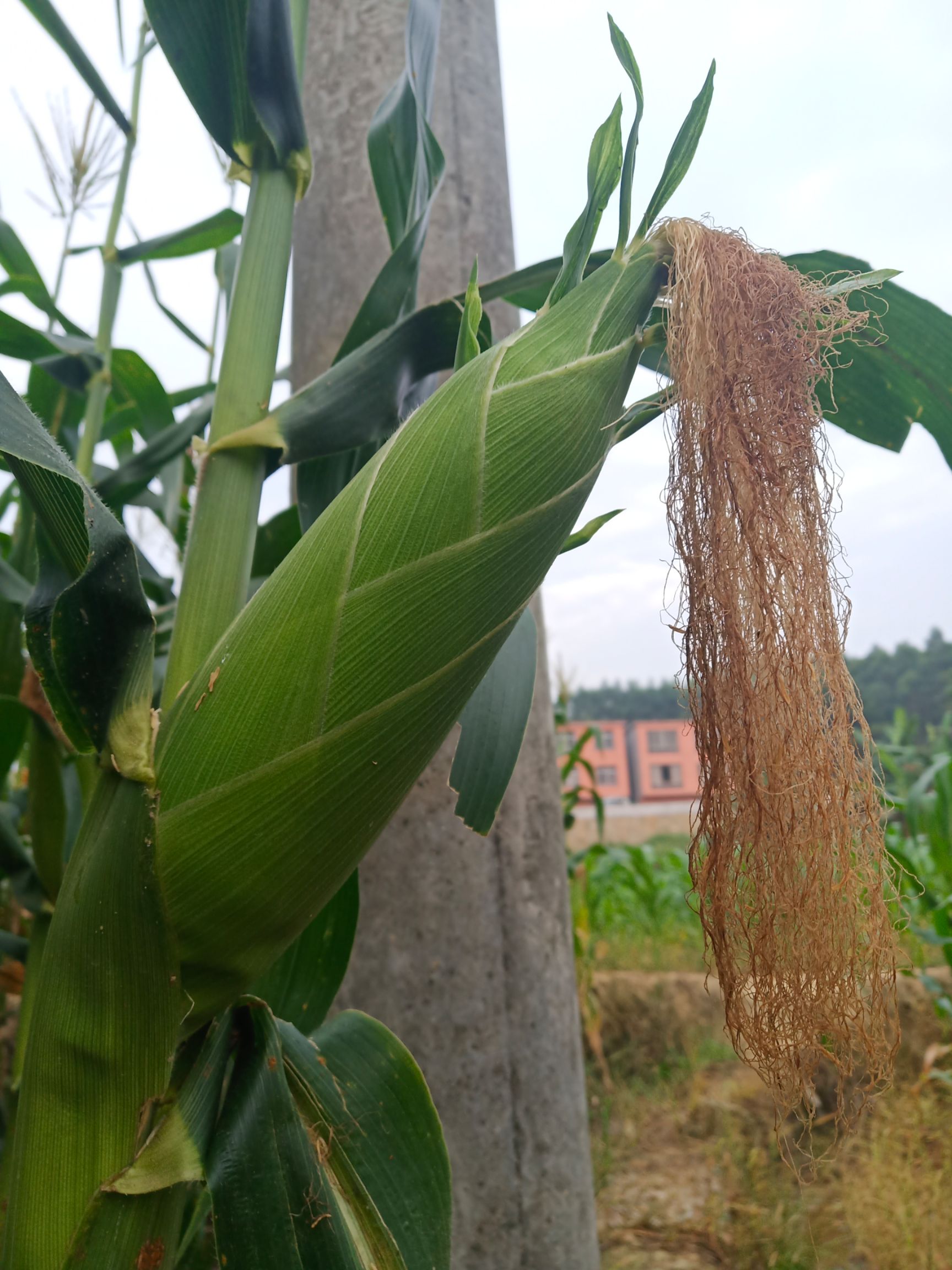 甜玉米 太阳花