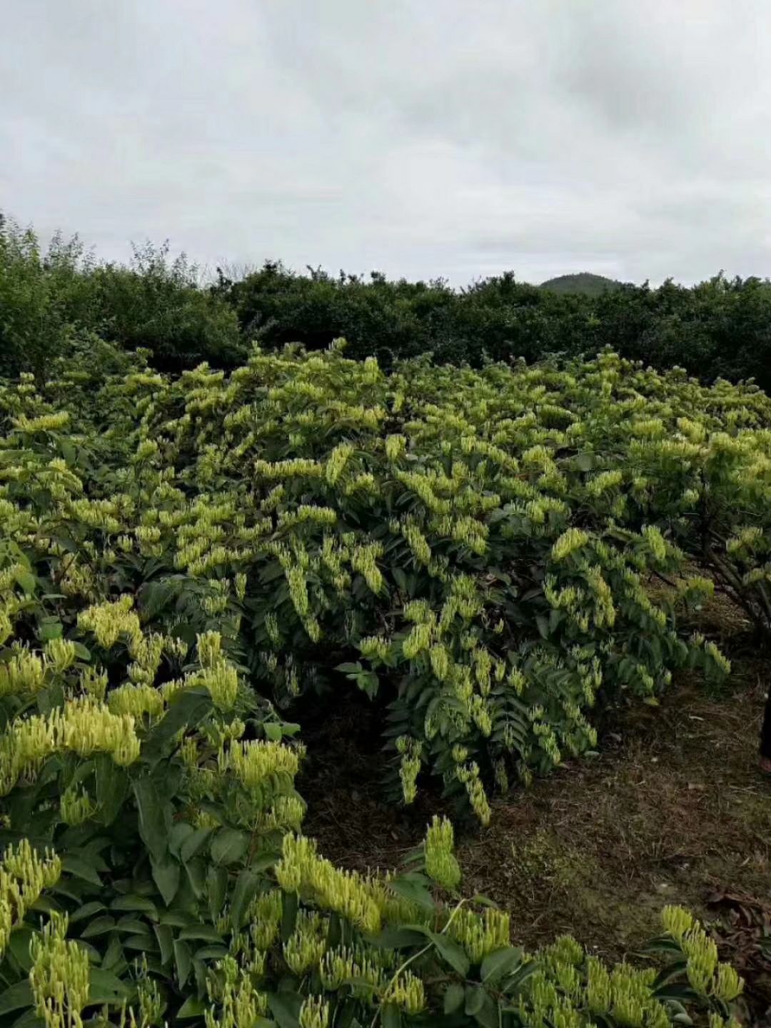 新品种金银花苗