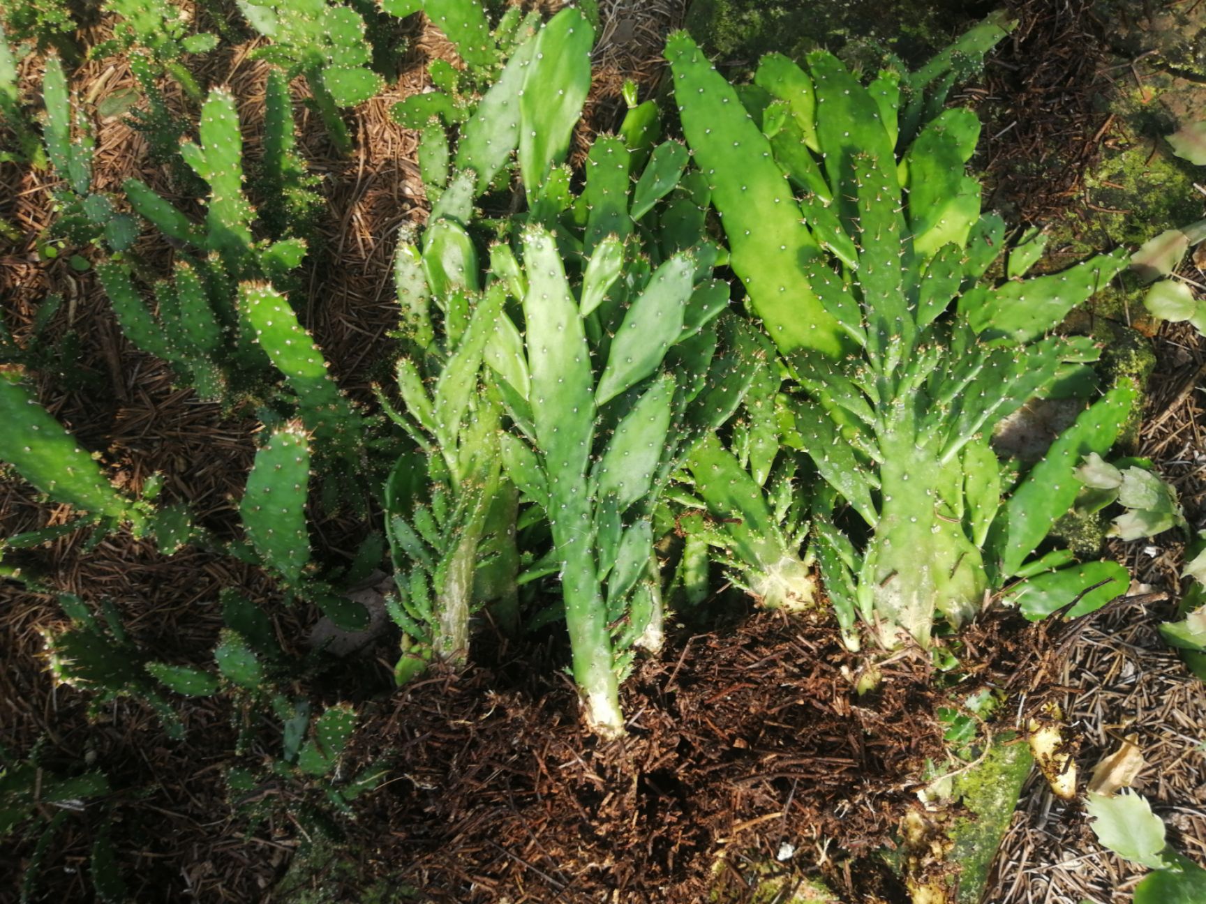 千手观音仙人掌多肉植物现挖销