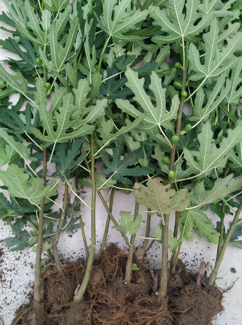 布兰瑞克苗 布兰瑞克无花果苗 优质品种苗 当年挂果 保湿发货