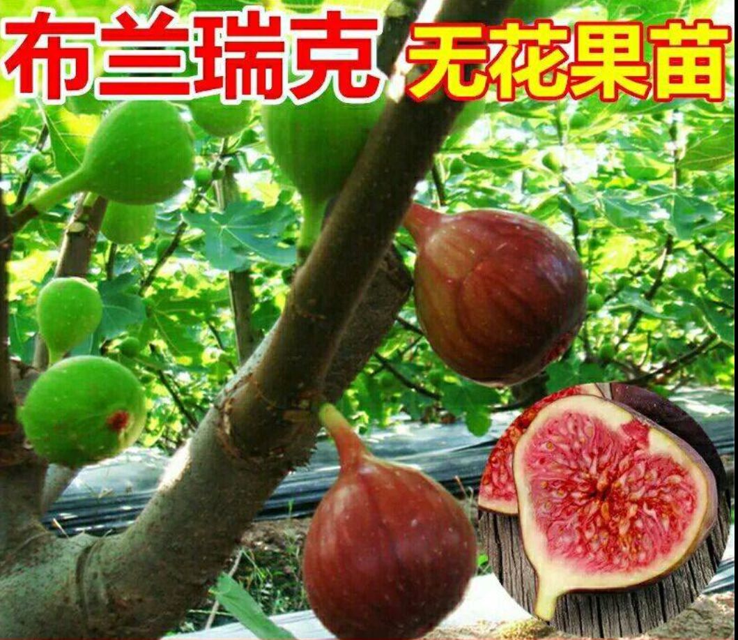 布兰瑞克苗 布兰瑞克无花果苗 优质品种苗 当年挂果 保湿发货