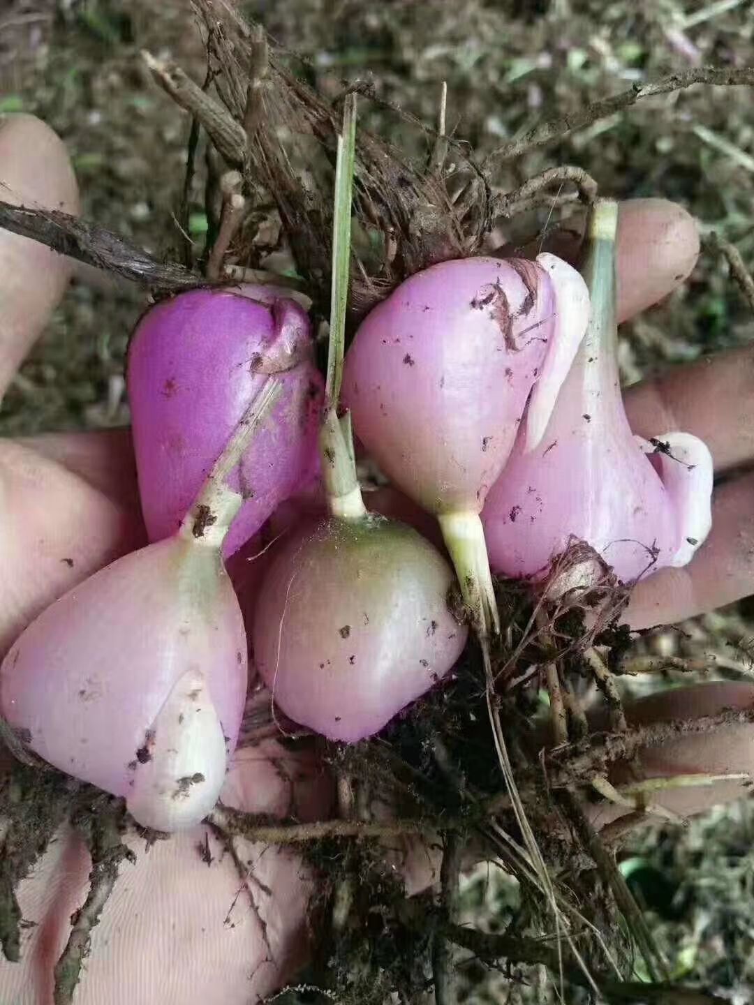 *生冰球子 山慈姑 毛慈姑