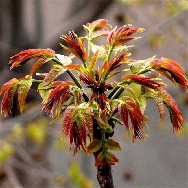 香椿种子芽苗菜红椿树红香椿香椿树盆栽四季播红油香椿