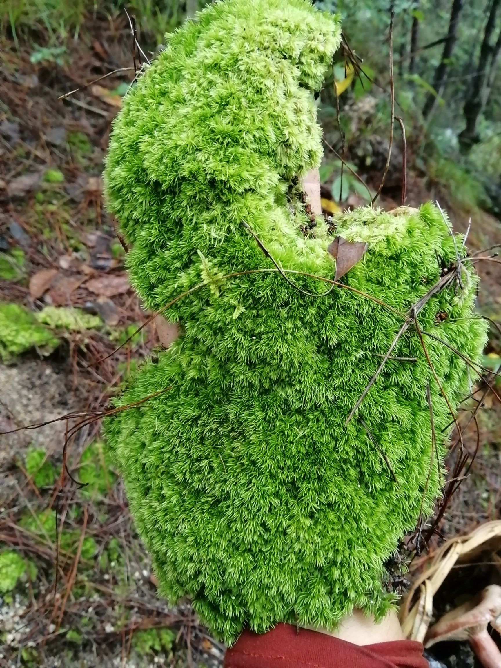 青苔,苔藓,白发藓