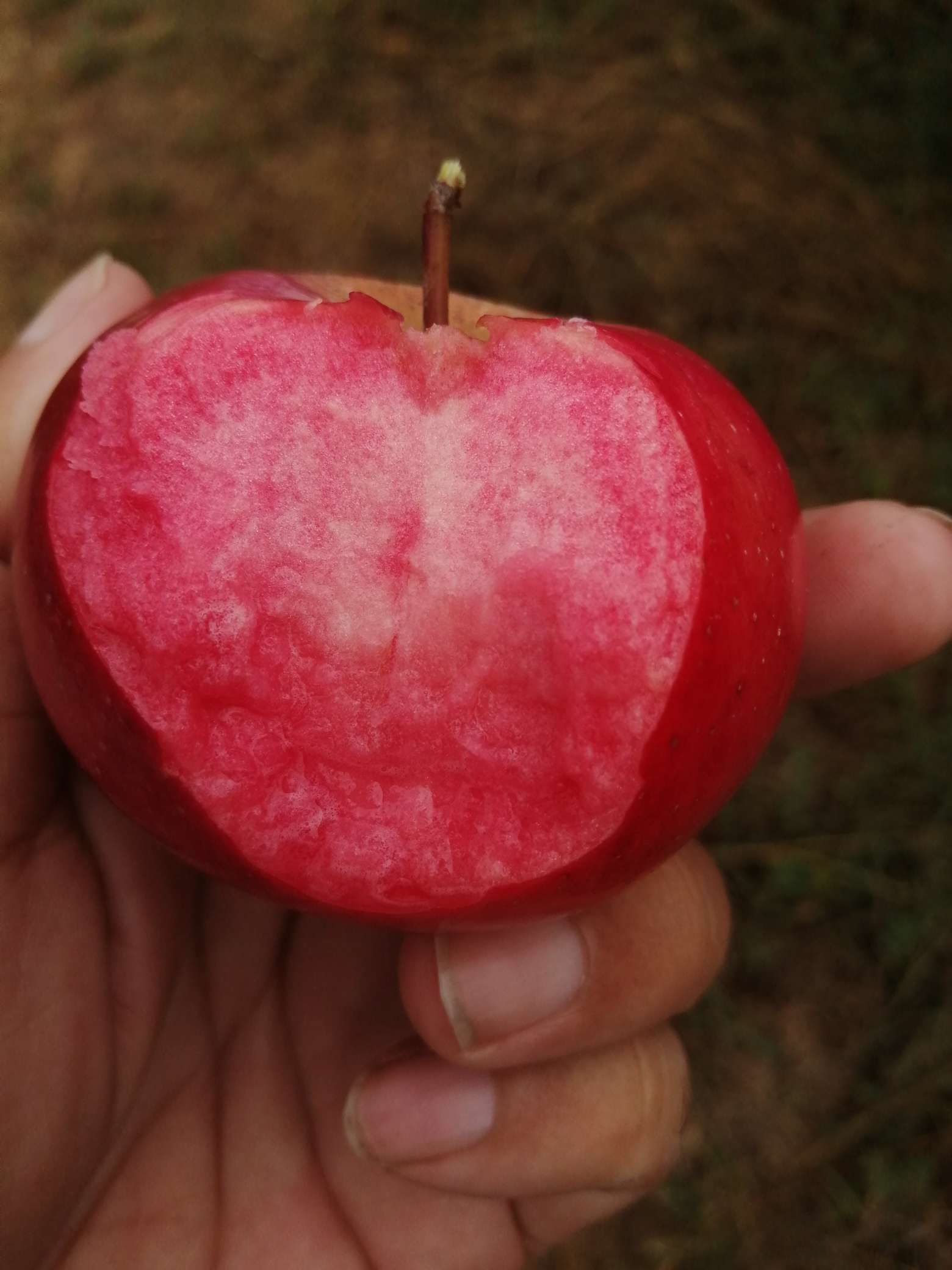 红肉苹果树苗 苹果苗 丰产 抗病毒性强