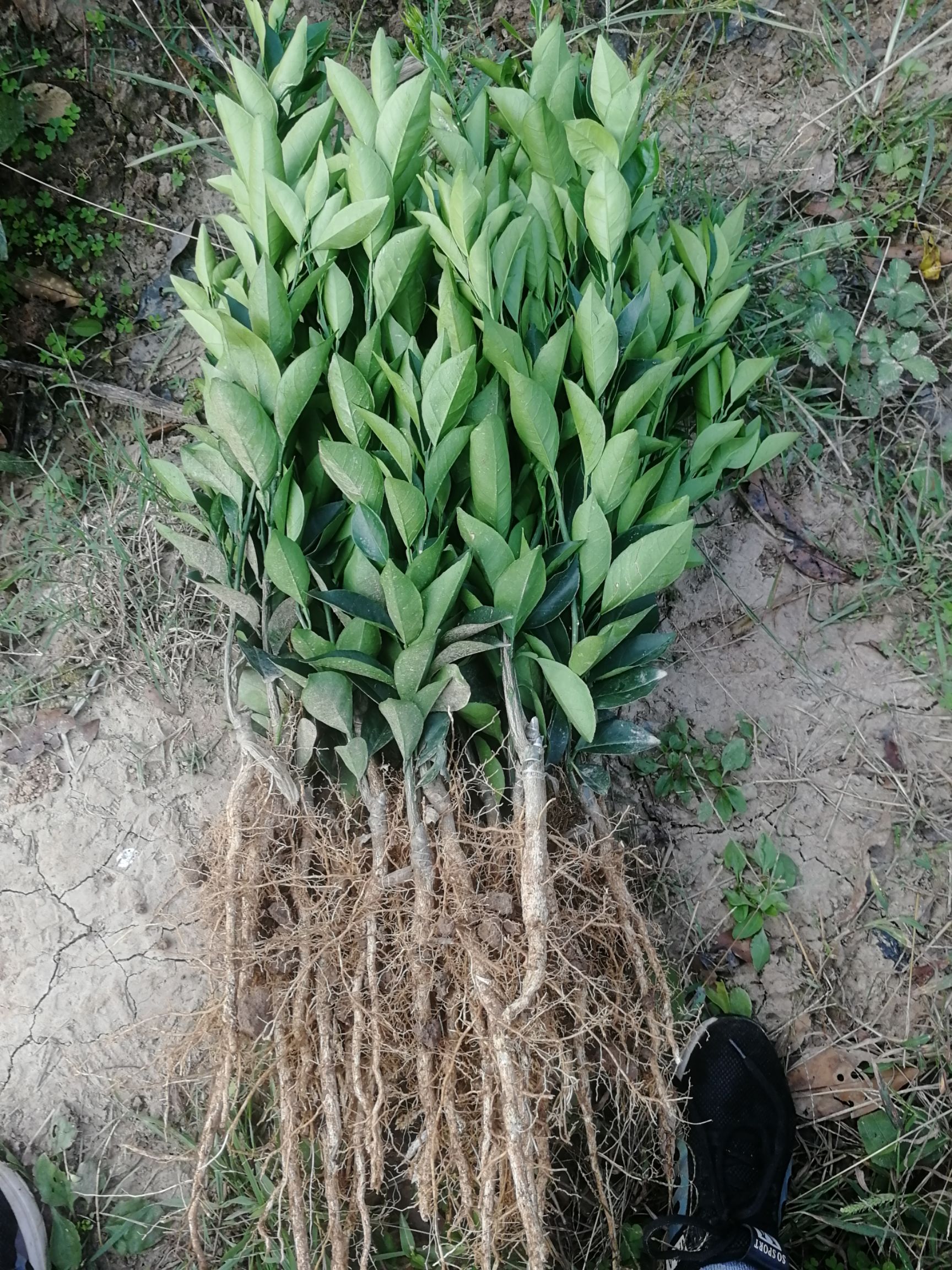 纽荷尔脐橙苗 纽荷尔脐橙嫁接苗