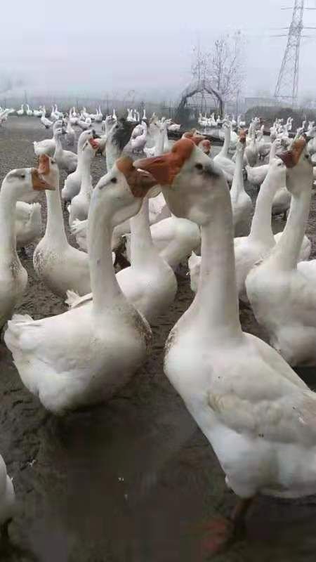 狮头鹅苗 狮头鹅,泰州鹅,大雁鹅,皖西鹅,三花鹅,郎德鹅