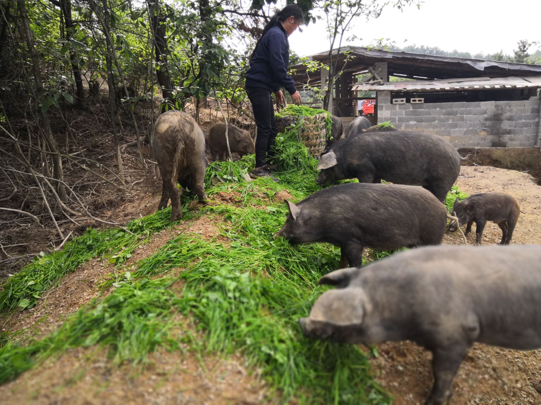 生态野猪 林下生态散养跑山猪