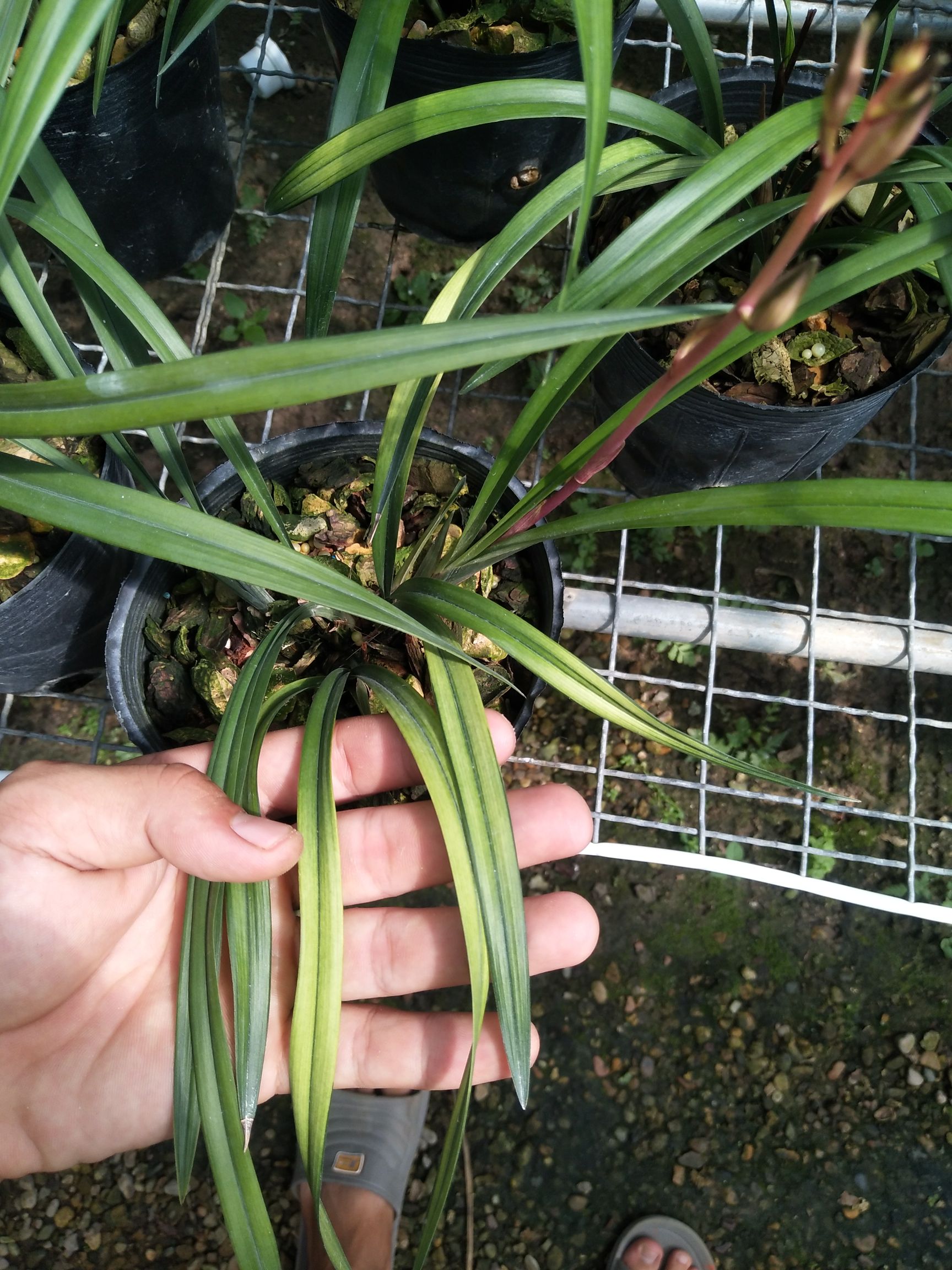 兰花建兰四季兰千霞冠花叶双艺室内绿植盆栽浓香花卉好养易成*