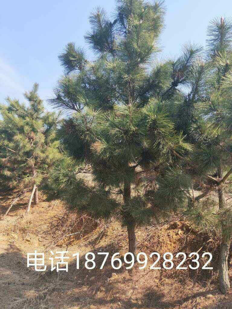 山东省临沂市莒南县 黑松 黑松基地 黑松图片 黑松价格 山东黑松