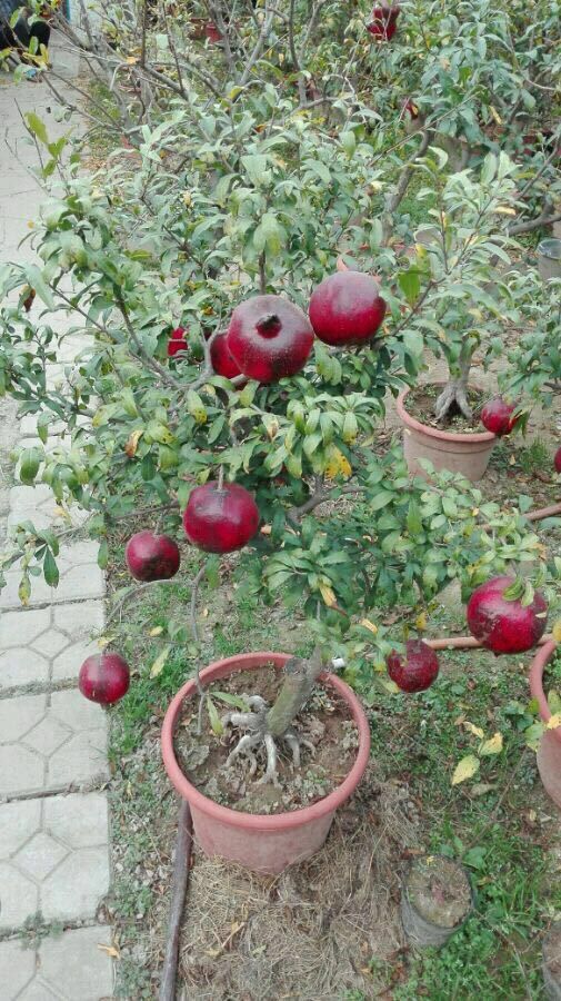 墨石榴树苗黑石榴 观花观果型石榴苗.当年结果