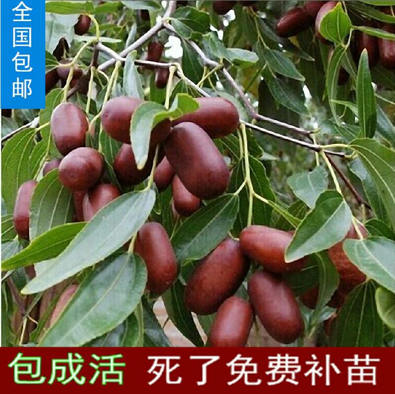 大红枣树苗,包成活包结果,免费提供种植技术