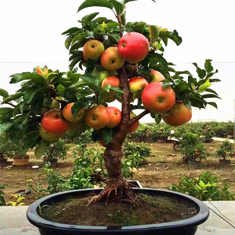 苹果盆栽 贵人果盆景,也叫沙果脆甜可食用.