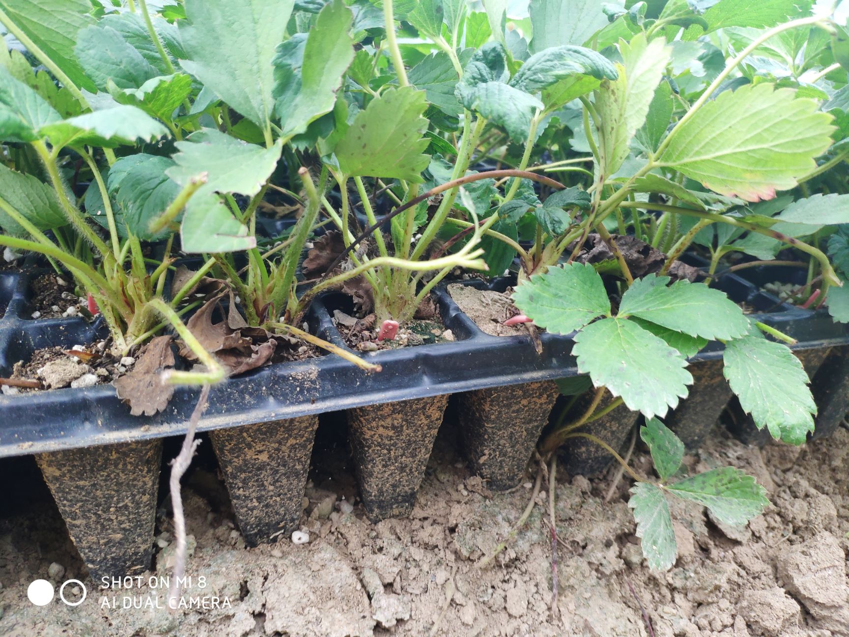 黔莓1号 品种草莓种苗