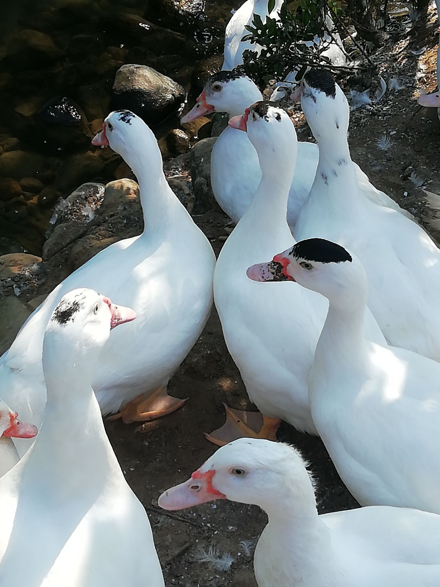 品种名:白番鸭 品种名:白番鸭 单只重:5-6斤 类型:母 用途:肉鸭