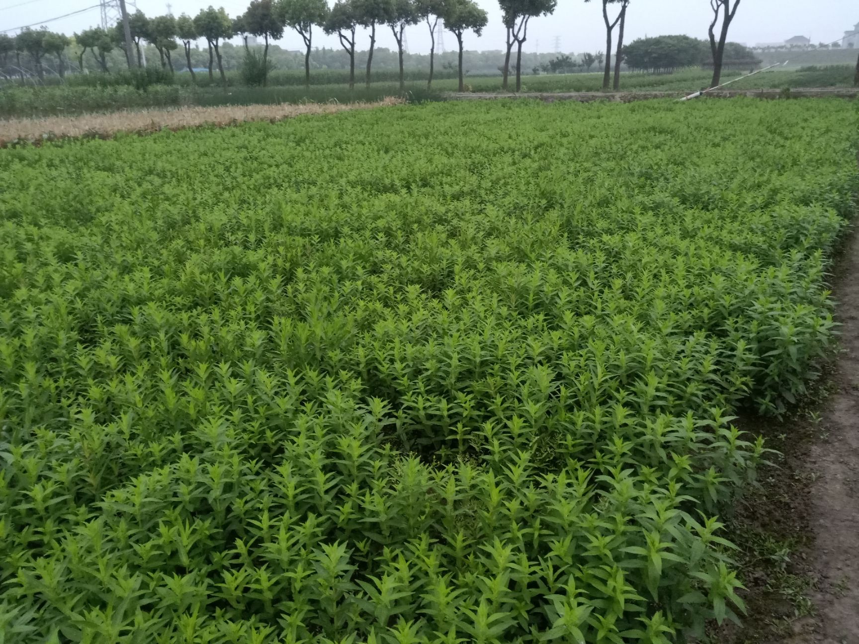 千屈菜 千屈菜苗圃基地 千屈菜价格 千屈菜浙江 千屈菜苗