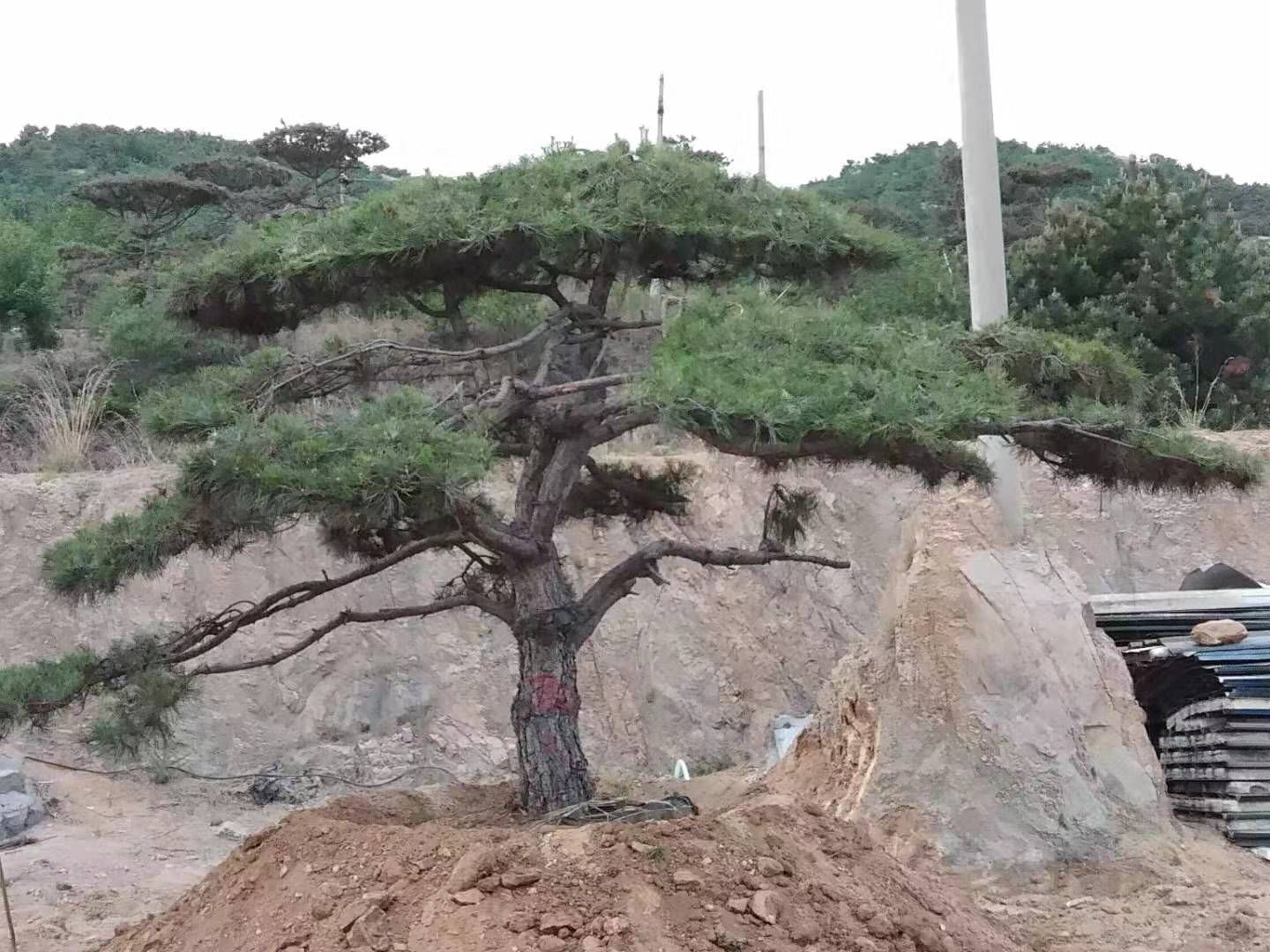 造型松树 供应各种造型树