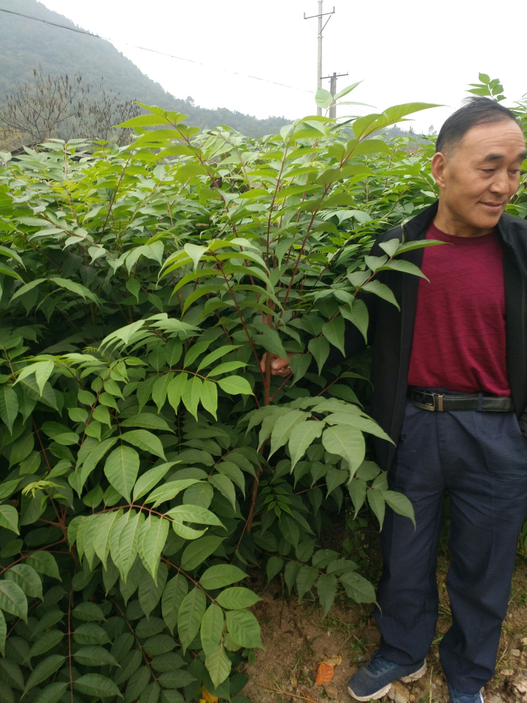 湖北漆树价格_湖北漆树行情_湖北漆树批发价格查询