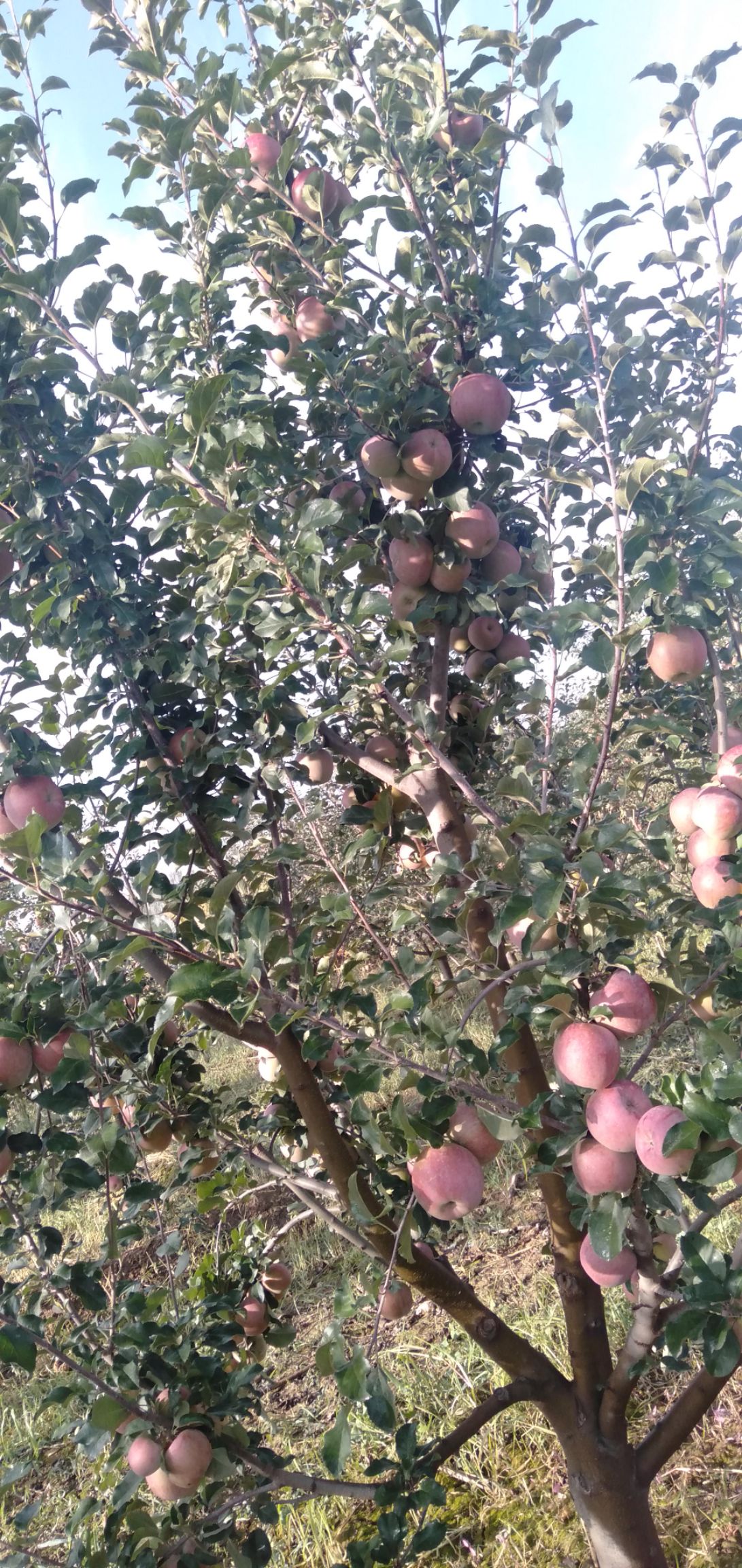 [红富士苹果批发] 种苹果树四年了,第一年挂果,没枝术