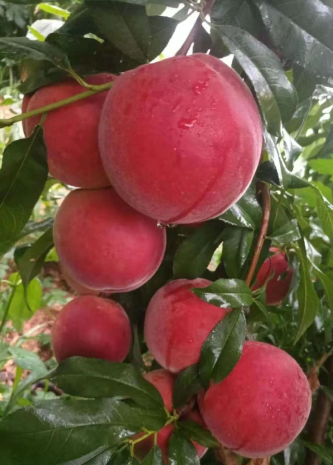 金秋红蜜桃树苗,品种纯正,根系发达成*率高