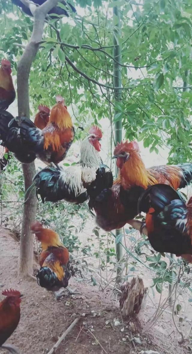 公大凉山土鸡