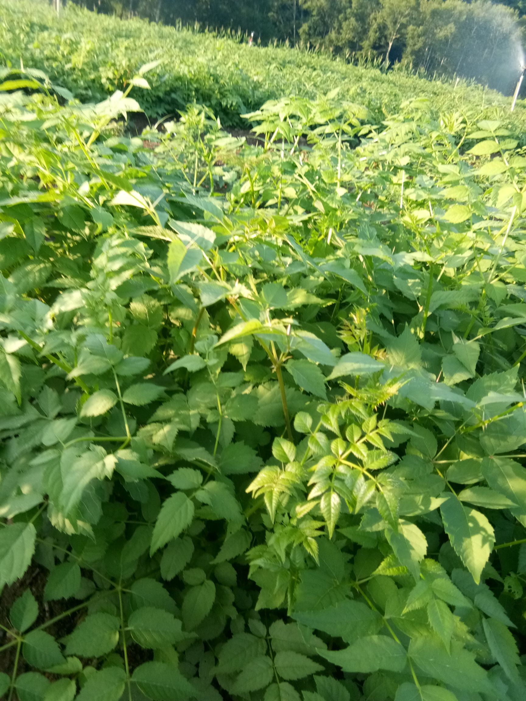 供应大厅  种子种苗  刺芽苗