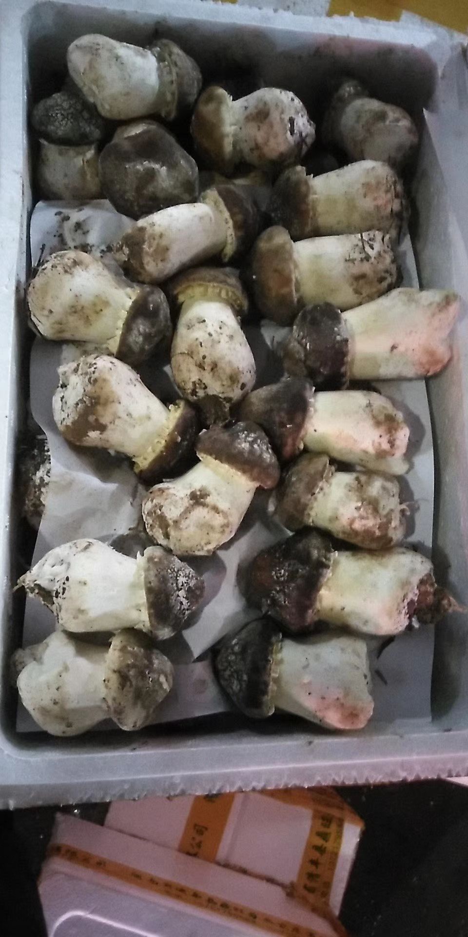 新鲜姬松茸 鲜品 新鲜菌菇