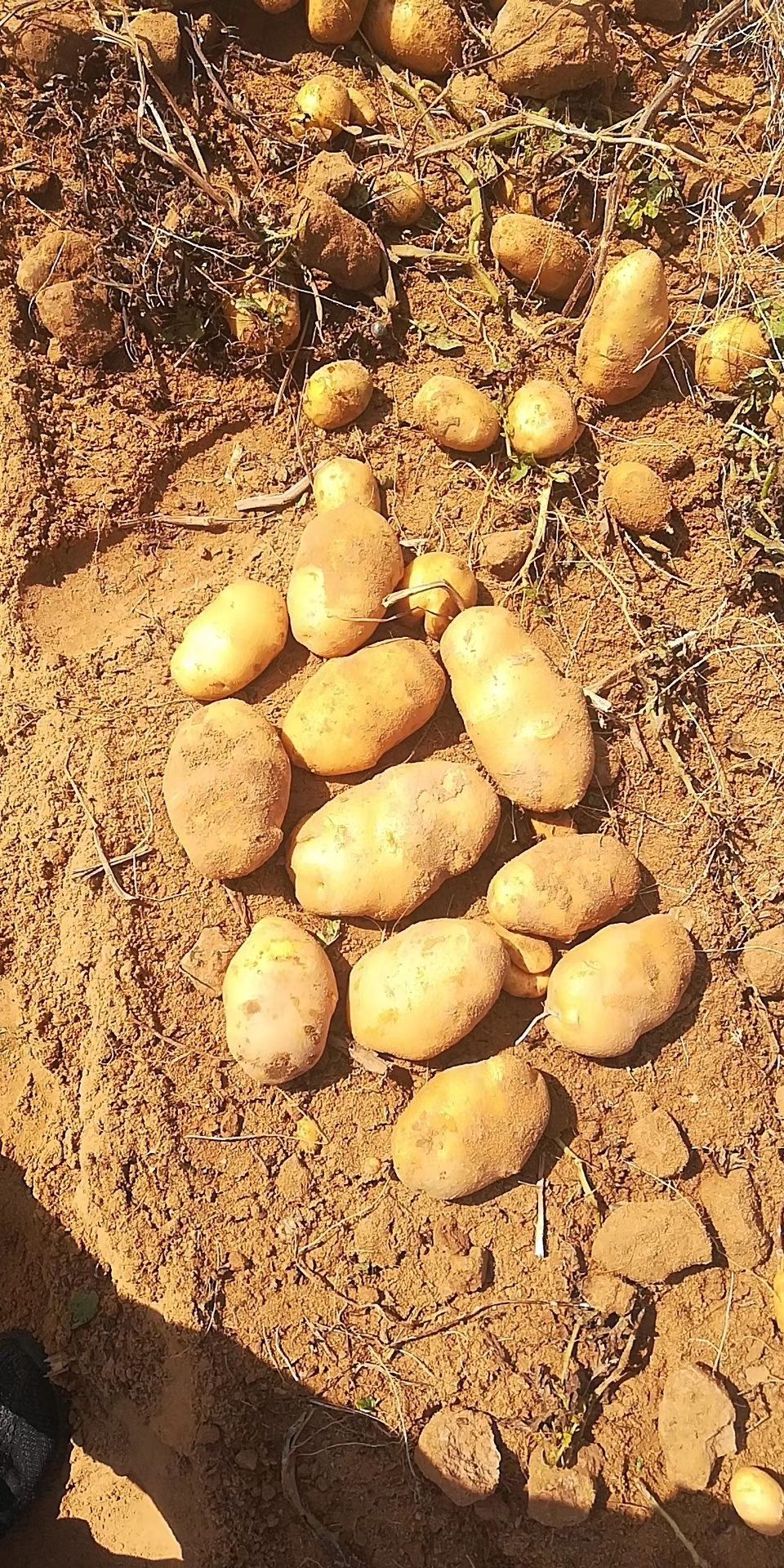 黄心土豆 黄金薯