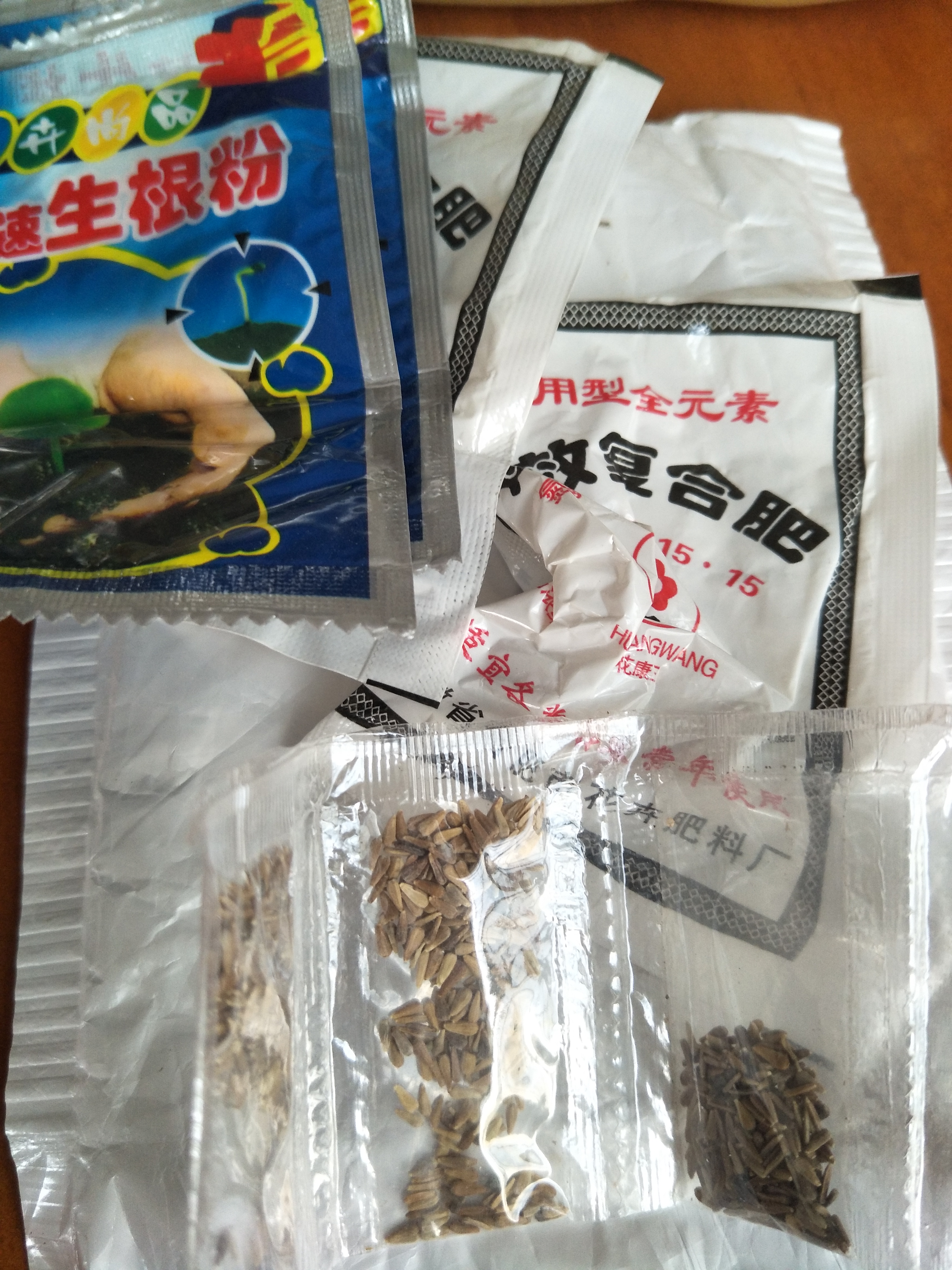 雏菊种子 100粒种子乒乓菊种子