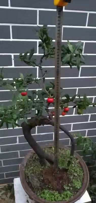 造型金弹子 金弹子嫁接车厘子血红