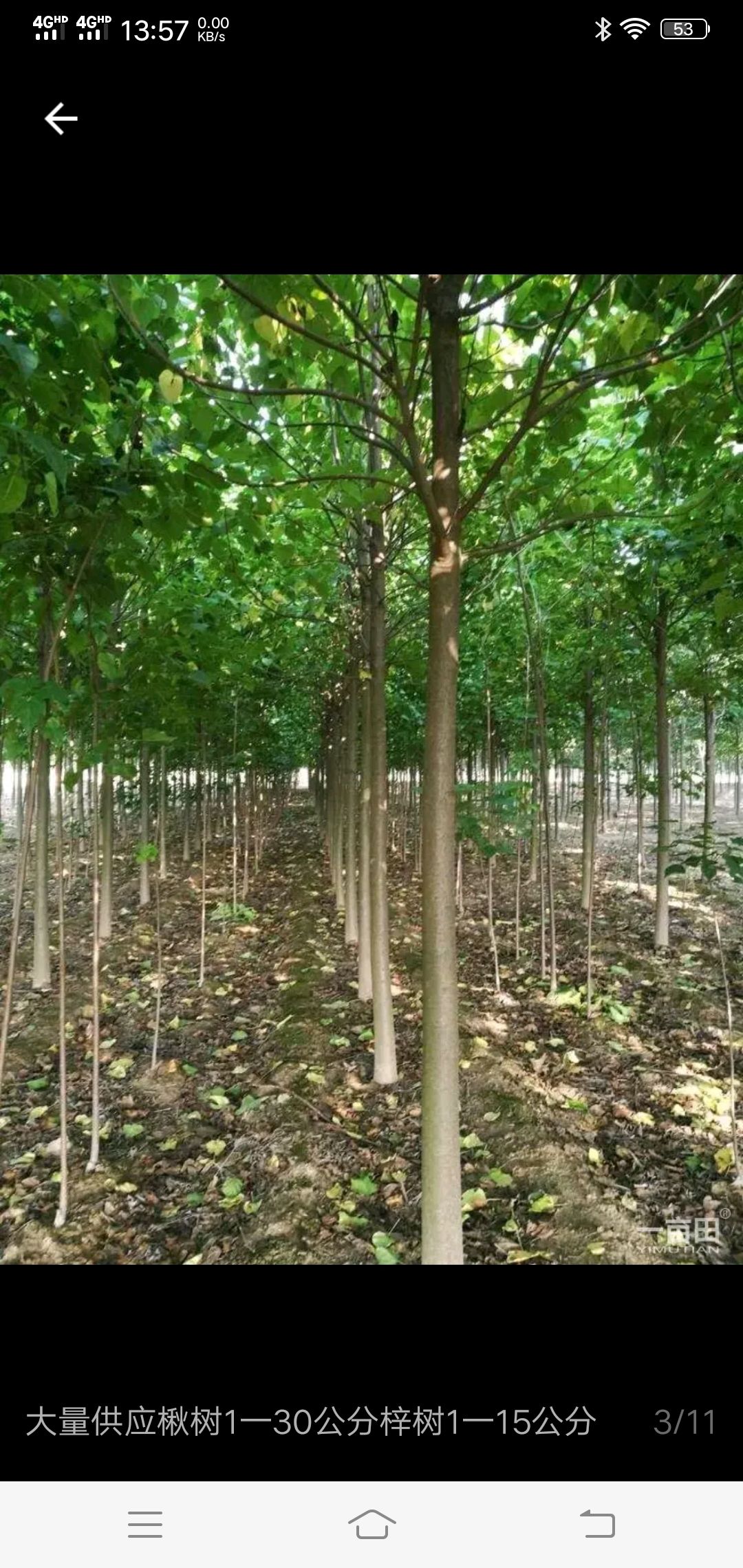 千亩楸树梓树基地
