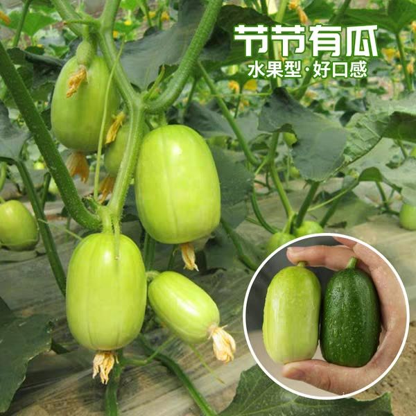 金童玉女水果黄瓜种子,单瓜重30克,种子