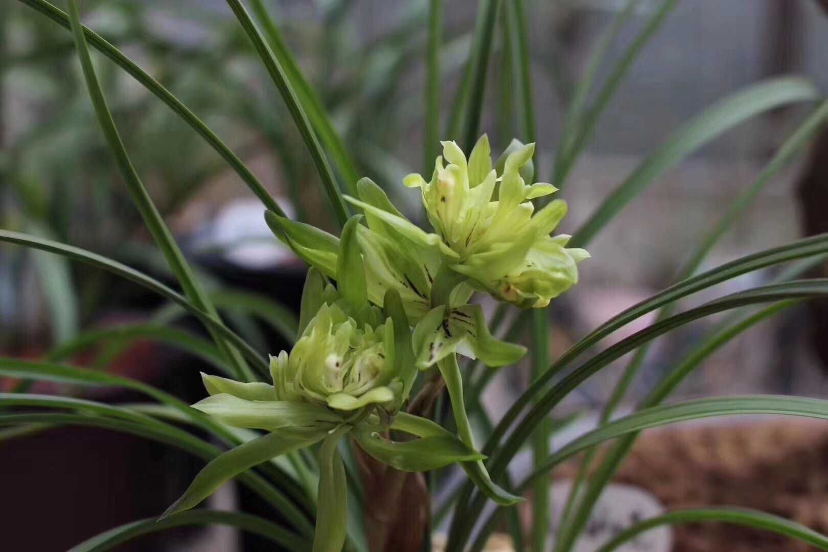 兰花苗春兰正品(余蝴蝶)室内植物绿植盆栽花卉