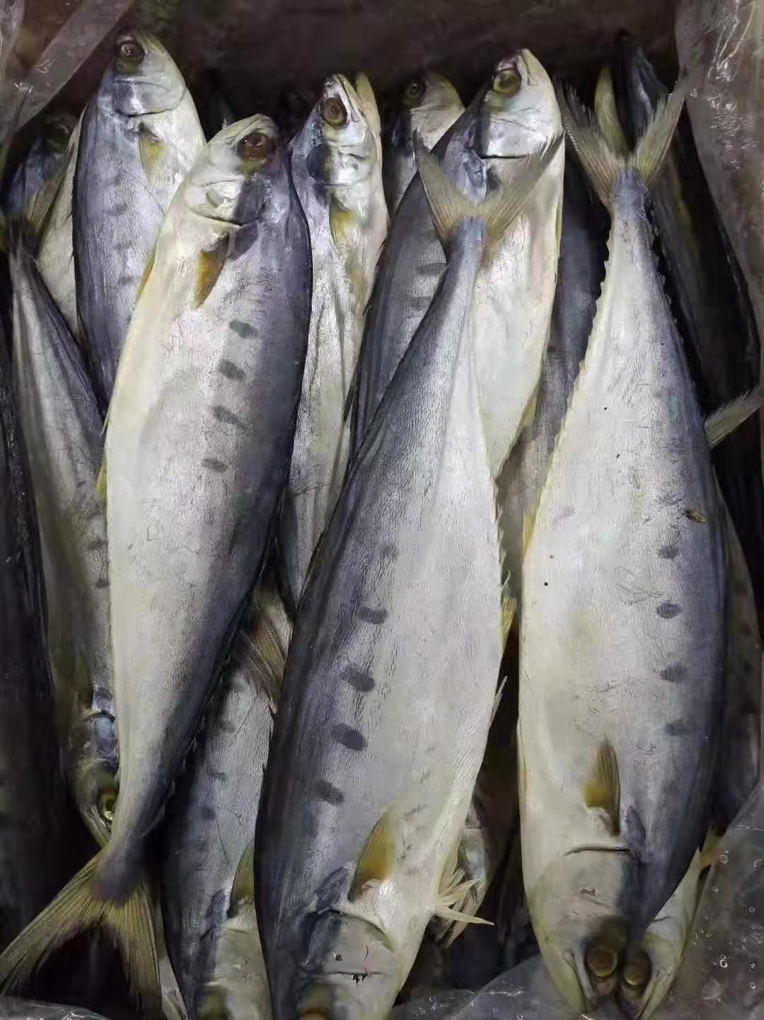 马鲛鱼干,海南深海野生马鲛鱼