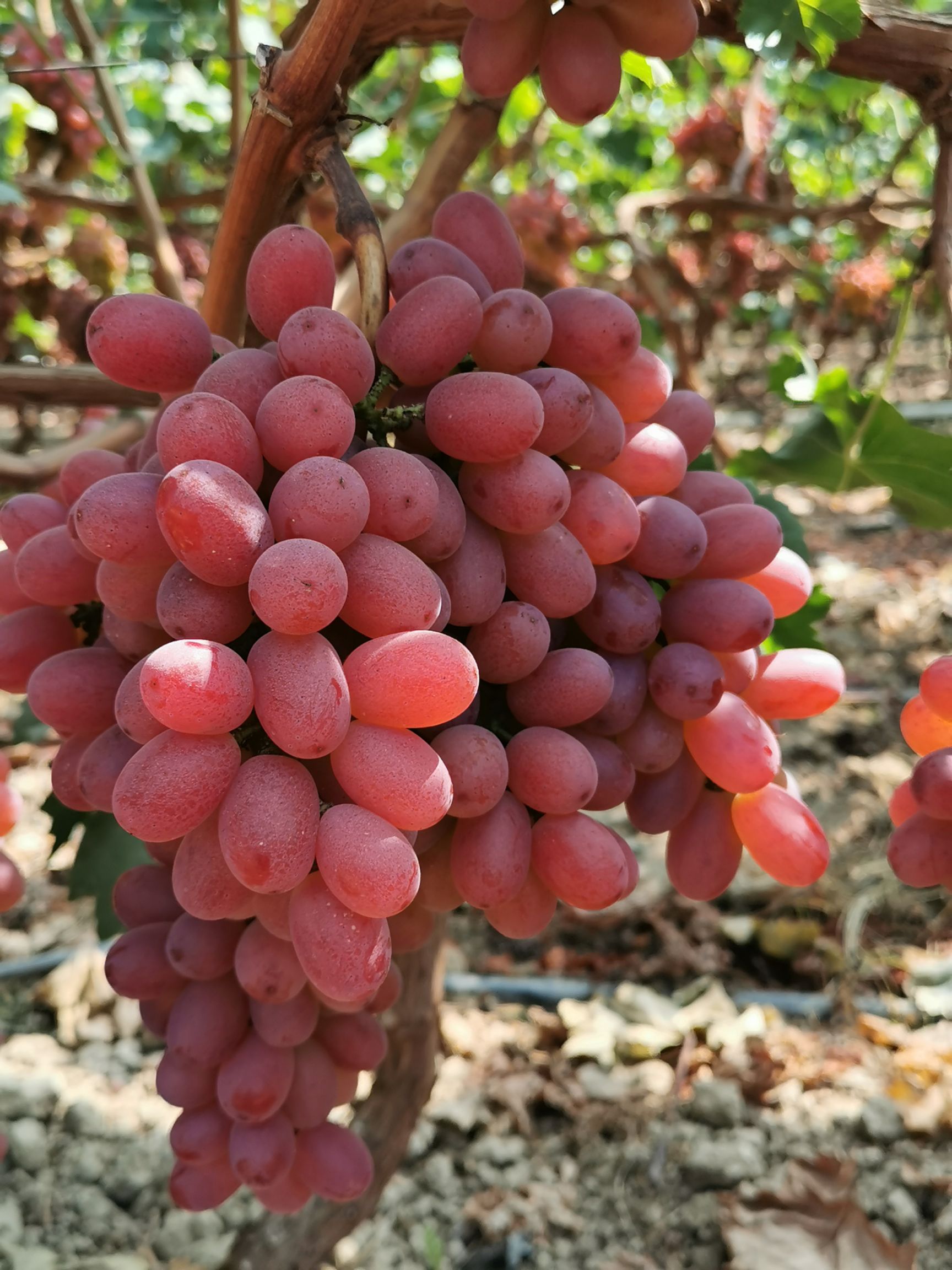 商品属性 品种名:克伦生葡萄 品种名:克伦生葡萄 单串重:1.5- 2斤