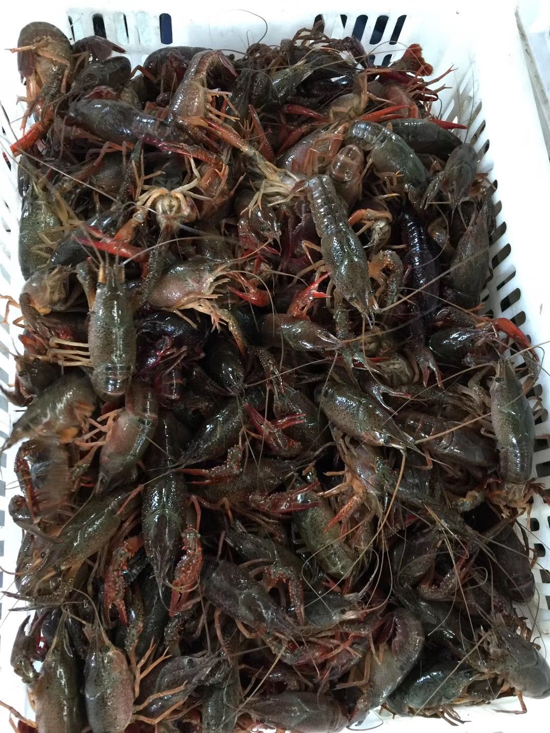潜江 清水 鲜活 小龙虾 基地直供 大青678钱
