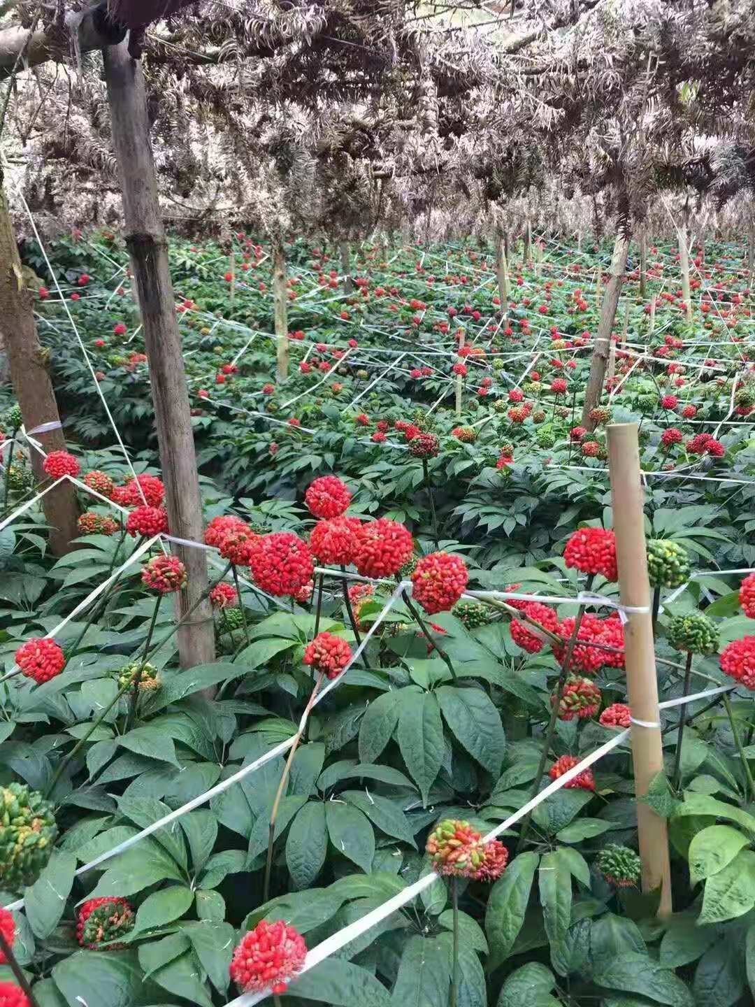 云南文山三七种子 血三七种子成*率98%以上提供种植技术指导