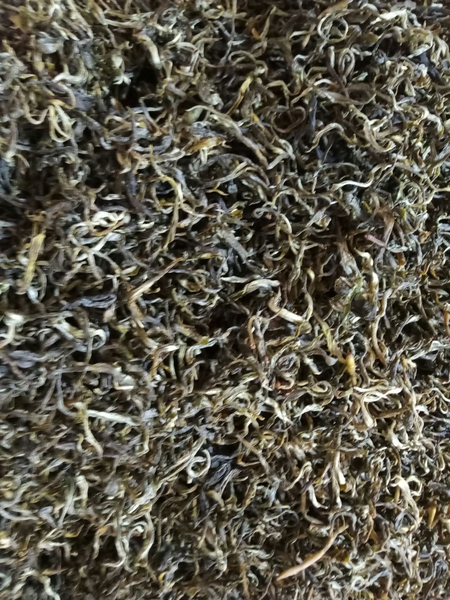 云南绿茶烘青绿茶高山绿茶散装绿茶大叶种茶绿茶包邮