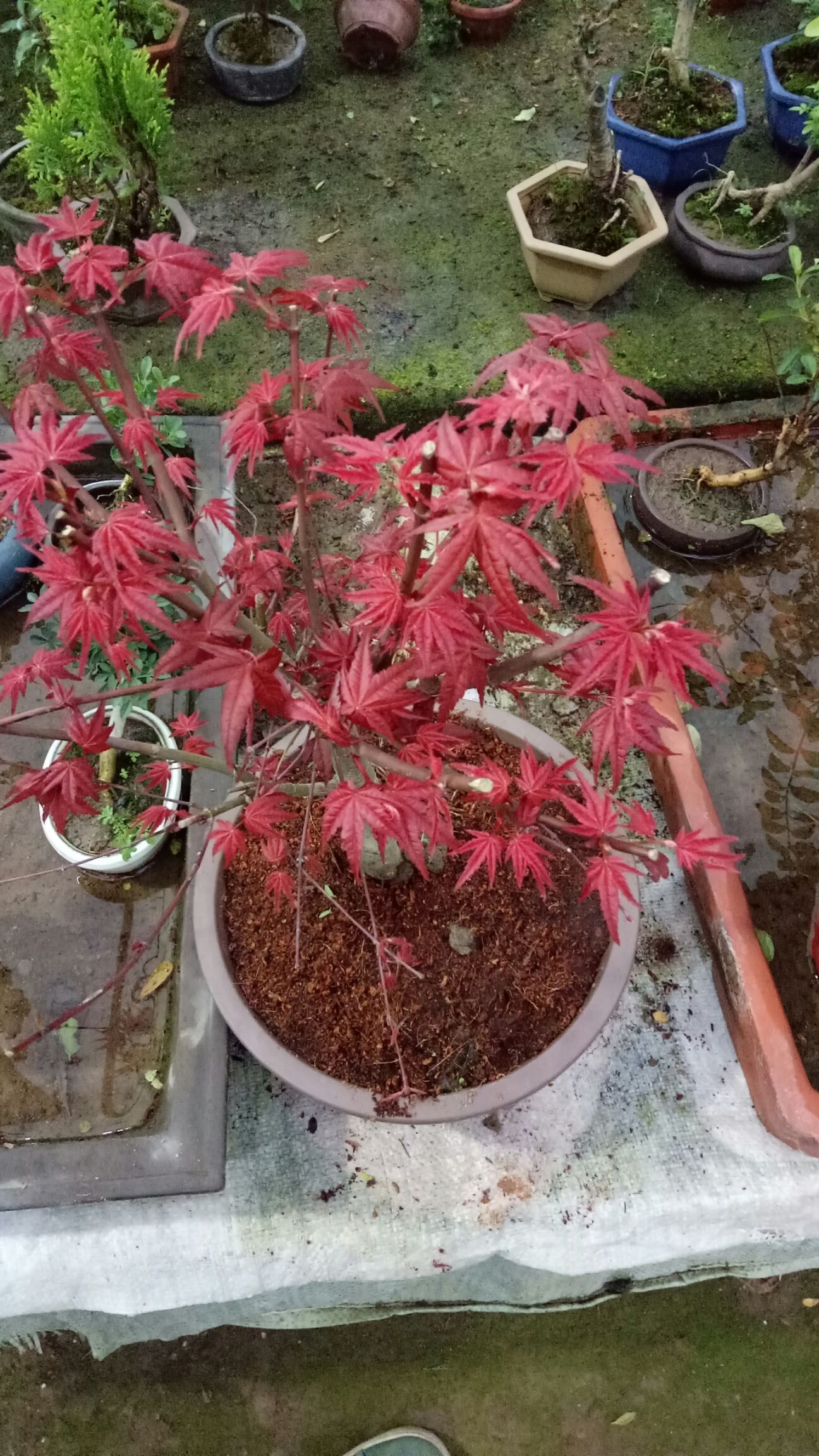 日本红枫红舞姬 日本红枫丛生小苗,优质基地苗,红舞姬