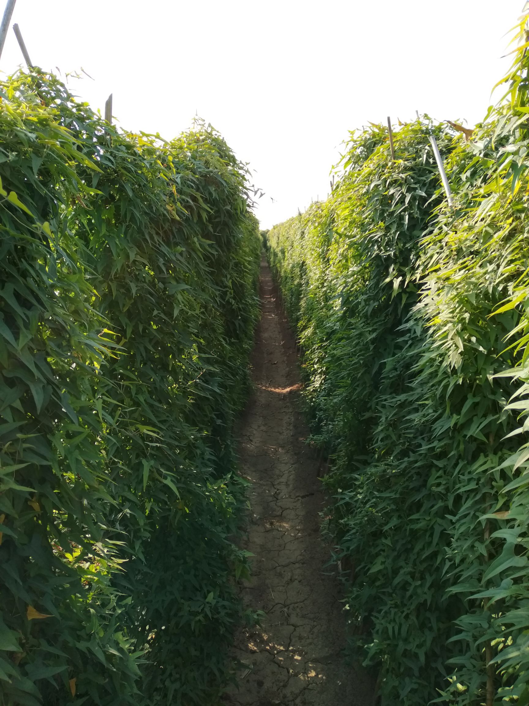 提纯,扩繁,生产九斤黄山药原种;铁棍(原种)豆苗;垆土铁棍