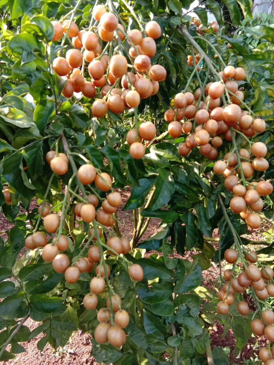 黑黄皮果苗黑美人黄皮黑黄皮苗正品嫁接苗结果快