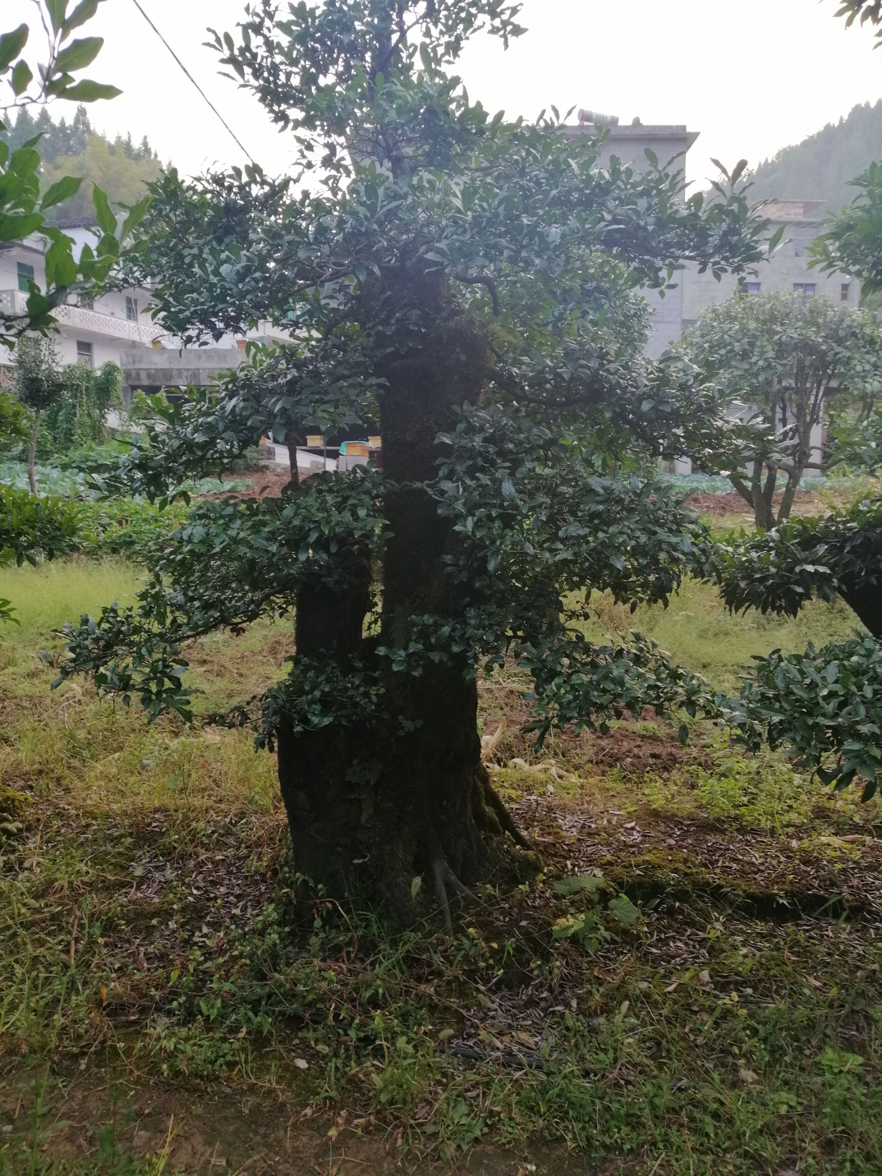 造型金弹子 精品独杆金弹子,杆子货,杆高,直