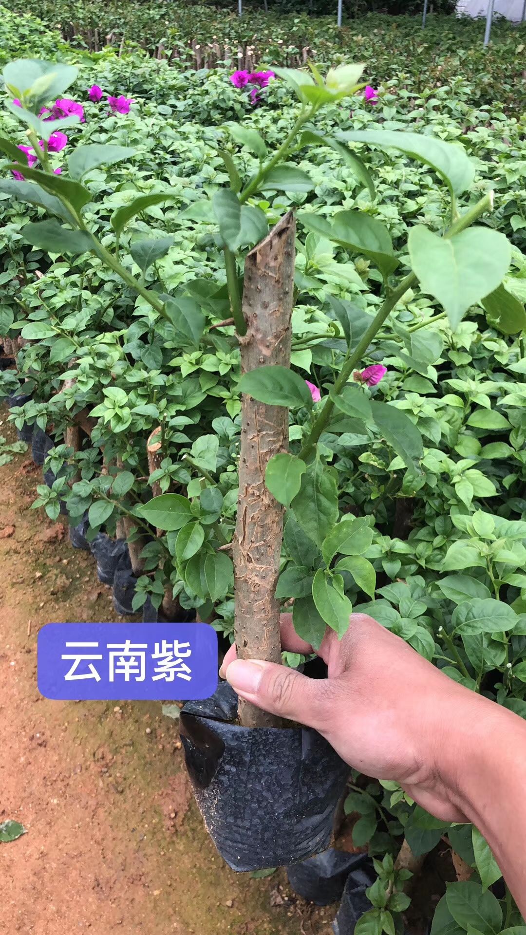 三角梅安格斯(云南紫)