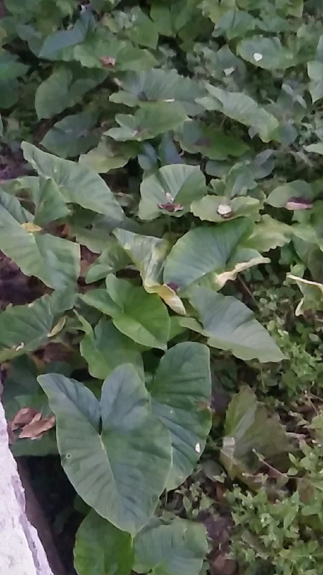 出售独角莲种子,量大价优欢迎选购接受预定