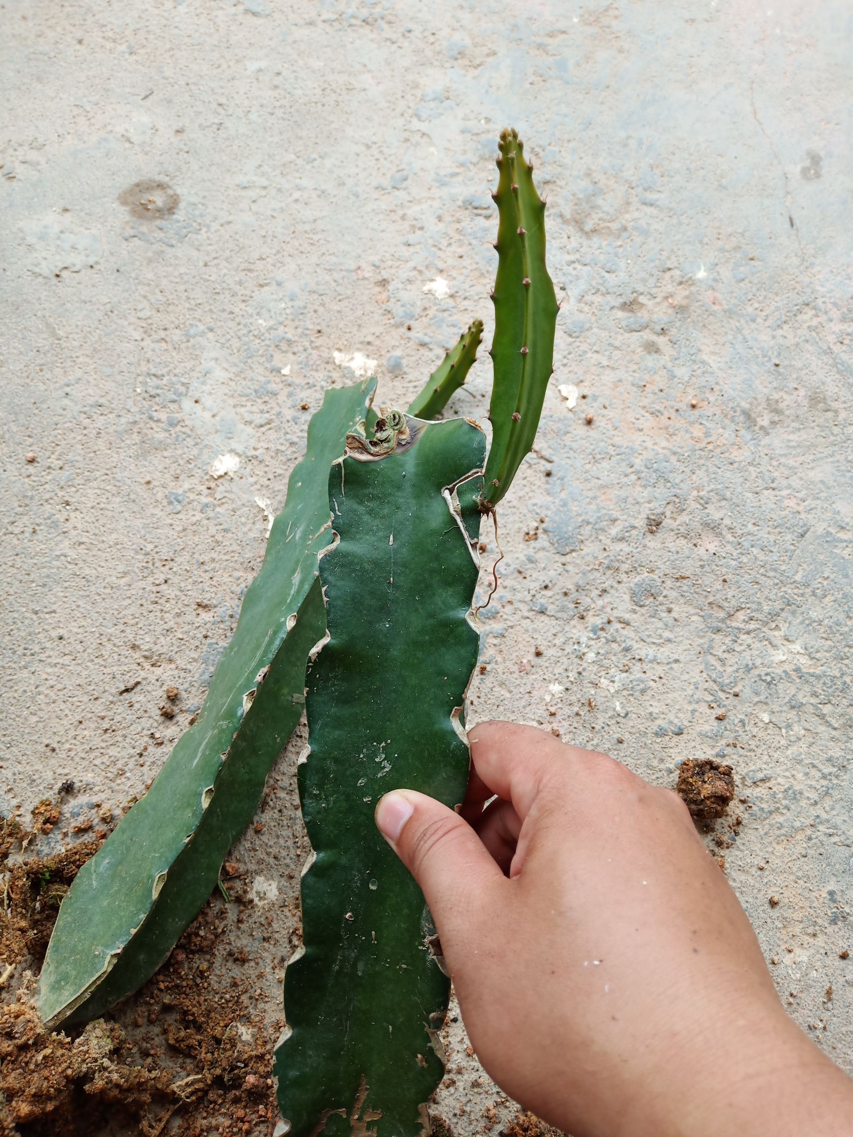 燕窝火龙果苗麒麟果燕窝火龙果嫁接苗当年种植当年结果