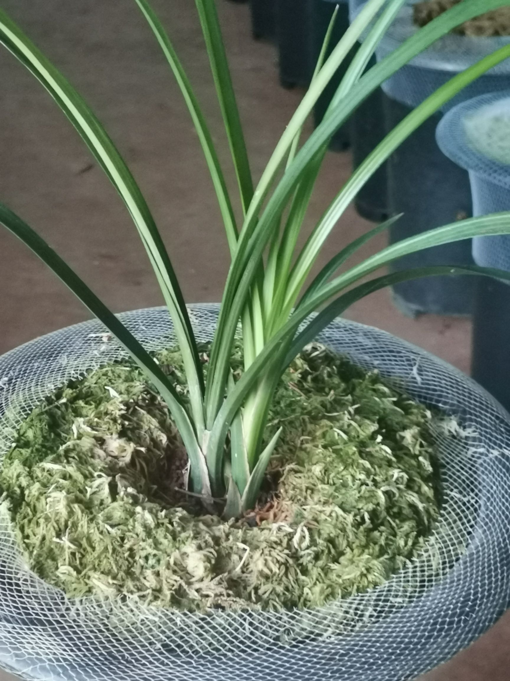 大雪素兰 正宗石鼓大雪素,品种保证质量可以开花漂亮!