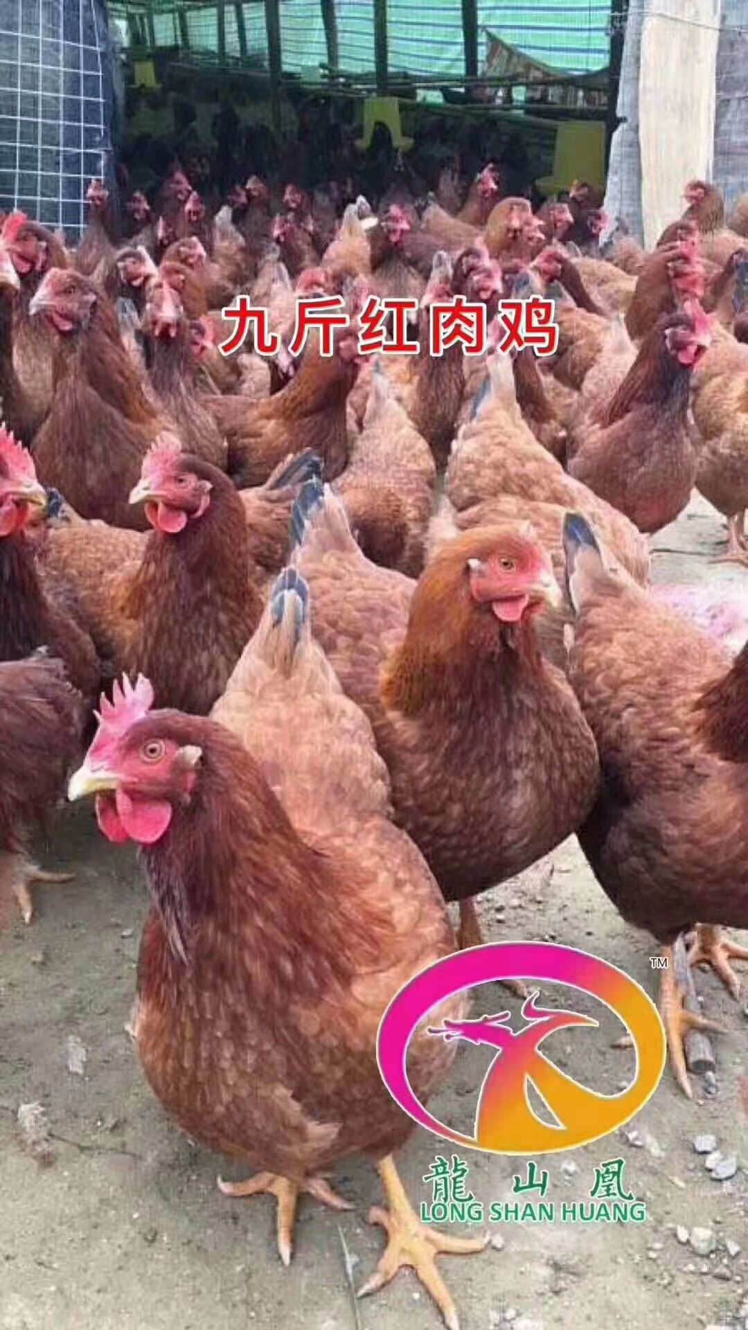 九斤红鸡苗 肉鸡苗 红公鸡苗