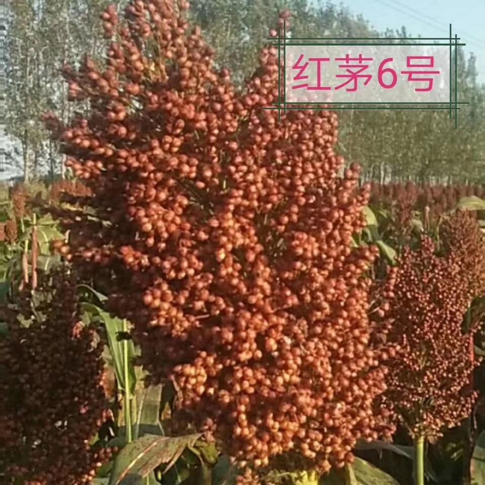 红高粱种 红茅6号